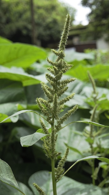 Green plants and flowers of Amaranthus powellii also known as Powells amaranth pigweed smooth Green amaranth