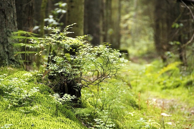 Green plants and grass on the bump in the forest