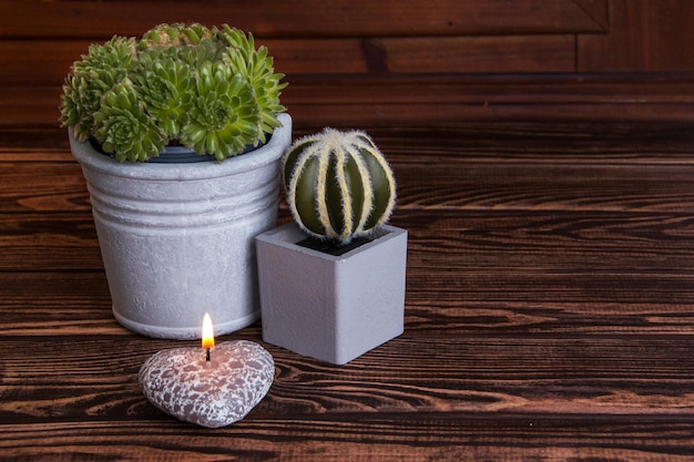 Green plants in gray flower pots on a wooden background