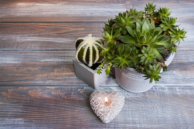 Green plants in gray flower pots on a wooden background