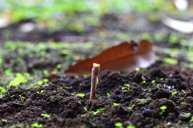 Green plants growth, bud growing over the soil.