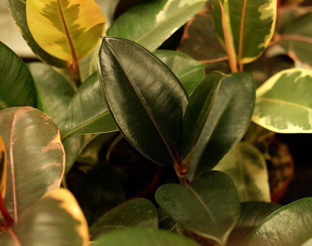 Green plants in pots in garden store spring