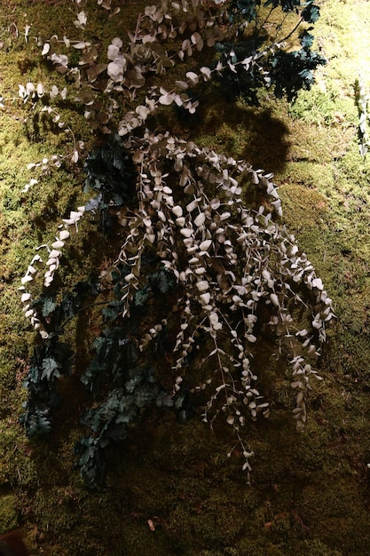 Green plants on the rough wall