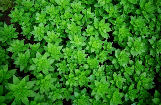 Green plants texture view from above backdrop