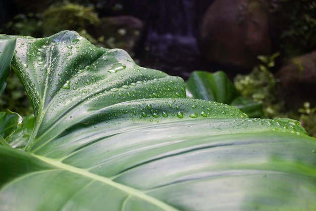 Green plants tropical garden surrounding