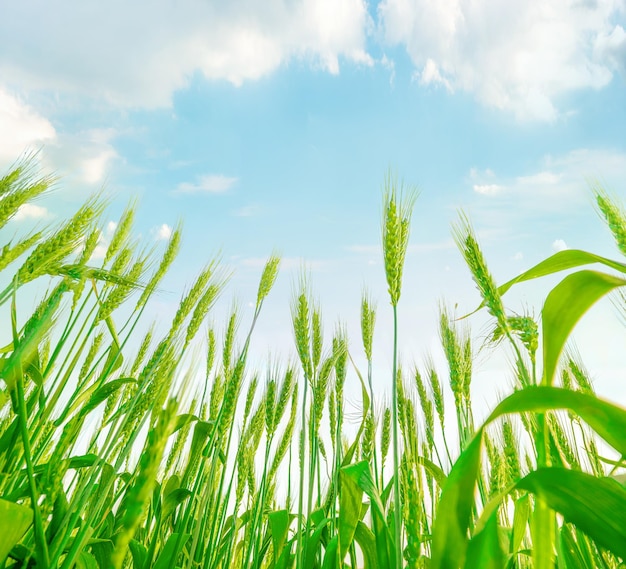 Green plants of wheat growing up high to blue sky with clouds Dramatic low angle view perspective