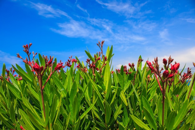 Green plants with red flowers on blue sky background.