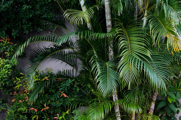 Green plants with stems and leaves in the tropical climate