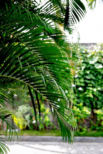 Green plants with stems and leaves in the tropical climate