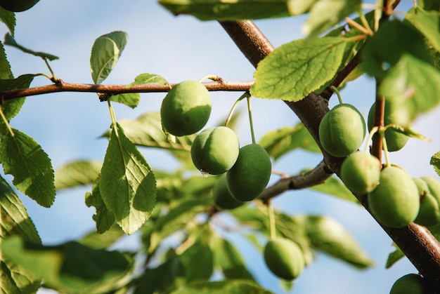 Green plums growing on plum tree brunch in the garden