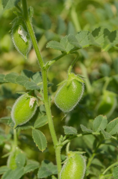 Green pod chickpea Green chickpeas in pod Chickpea plant detail growing on the field