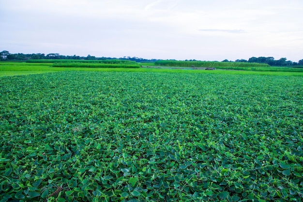 Green Pointed gourd plant field texture background