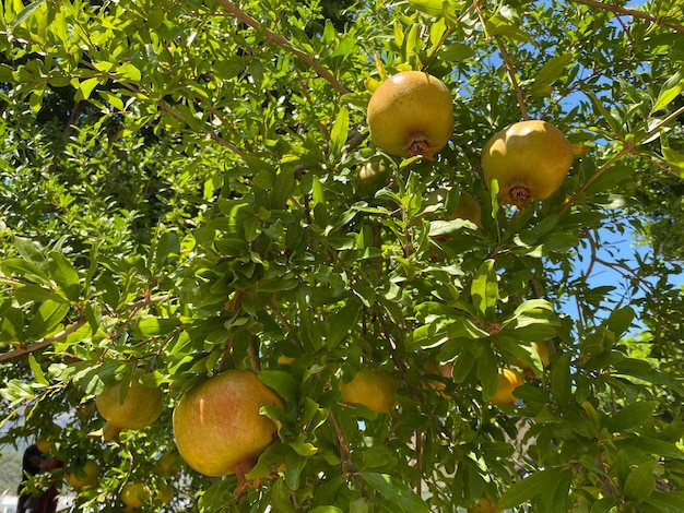 Green pomegranate fruit on a tree branch close up