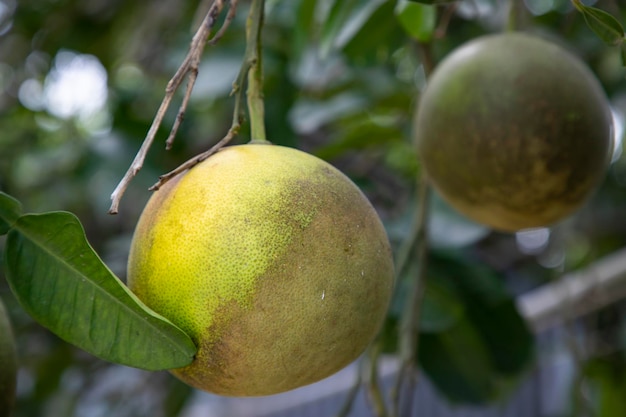 Green Pomelo Citrus grandis Pomelos are the most prominent fruits oranges hanging on the tree branch