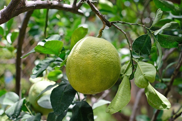 Green pomelo fruit growing on a branch in Vietnam