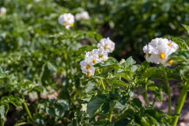 Green potato bushes in the field