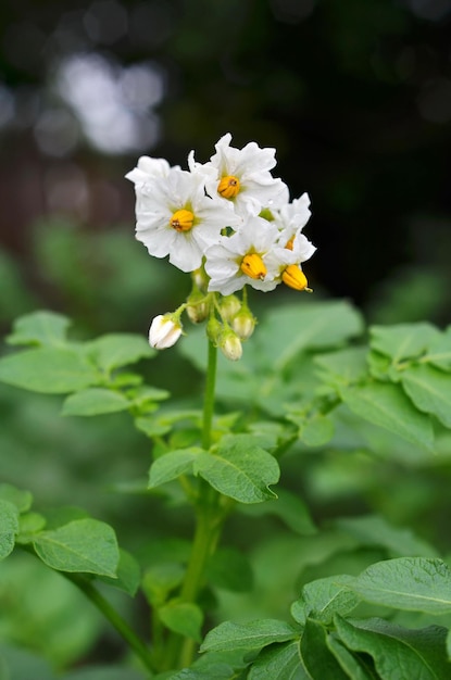 Green potato plant. Leaf of vegetable. Organic food agriculture in garden, field or farm. Growth of crop. Rural nature in summer.Flower potato