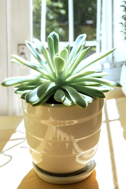 Green potted house plant succulent on wooden table on window backdrop in sunny day Rear light