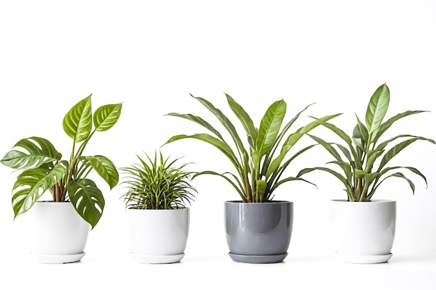 Green potted plants on white background