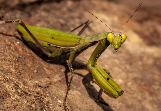 Green praying mantis close up on a rock