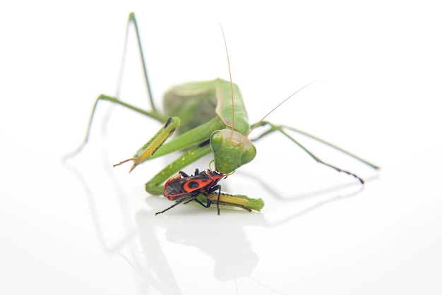 Green praying mantis eats a beetle on a white background closeup insect predator nature and zoology