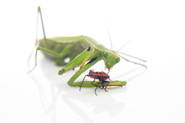 Green praying mantis eats a beetle on a white background closeup insect predator nature and zoology