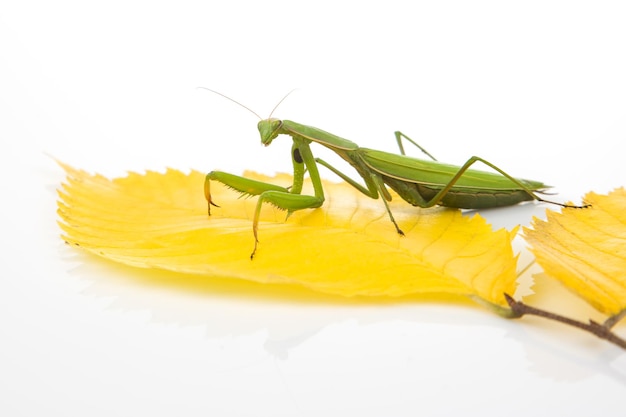 Green praying mantis sits on a yellow autumn leaf on a white background insect predator nature and zoology