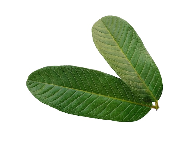 Green Psidium guajava or Guava leaf on white background