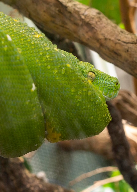 Green python on tree in tropical jungle