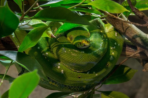 Green python on a tree