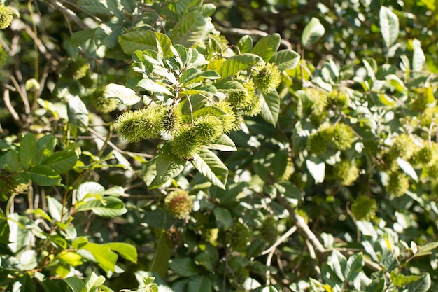 Green rambutan fruit on tree