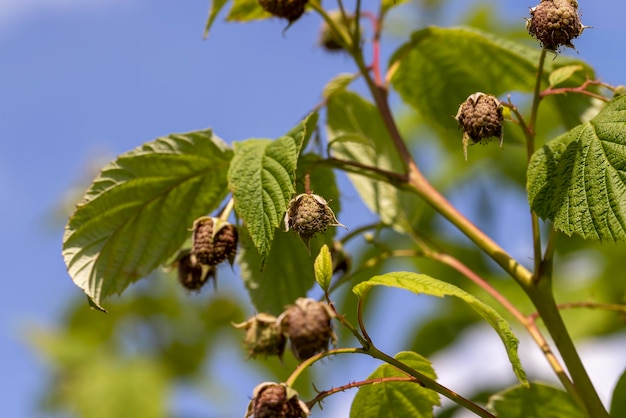 Green raspberries in windy weather in the garden