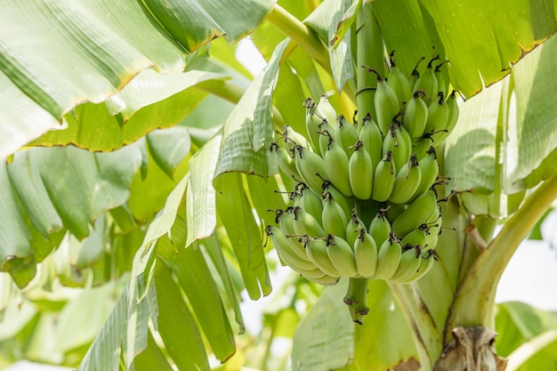 Green Raw Banana Cultivated plant tree economic farm fruit from Asia