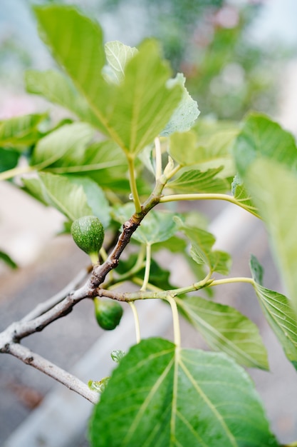 Green raw figs on the branch of a fig tree with morning sun light