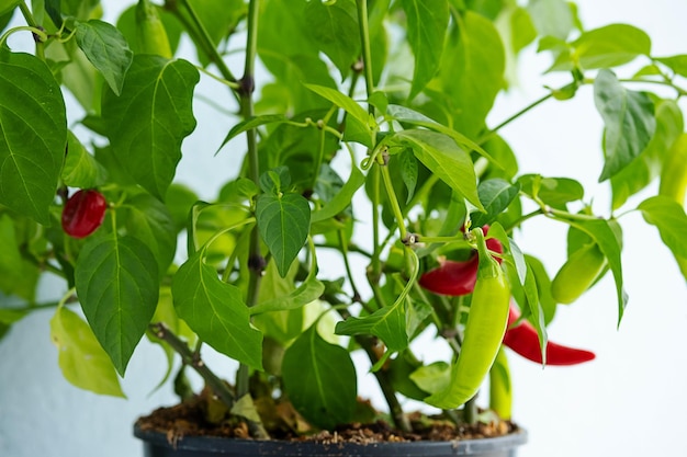 Green and red chilli peppers on branches selective focus Homegrown chili pepper plant close up