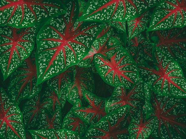 A green and red leaf pattern of a plant.