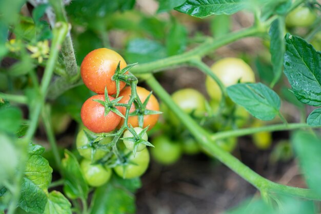 Green and red tomatoes ripen in the vegetable garden in summer