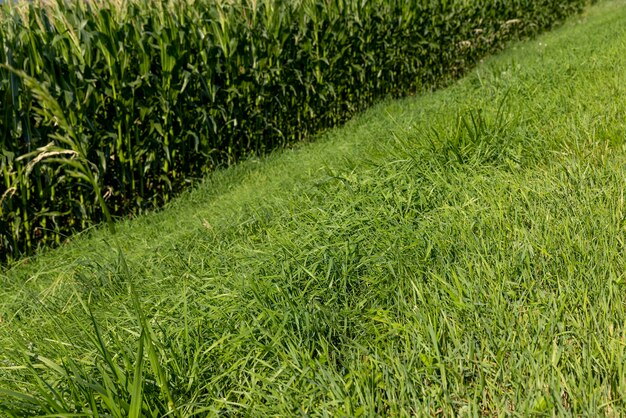 Green repeatedly mown grass in the meadow