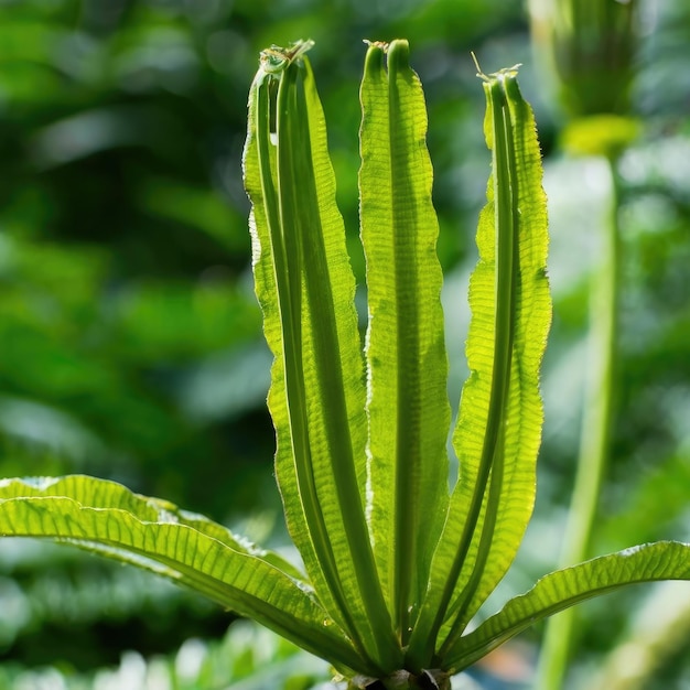 green ribbed plantain plant beautiful floral