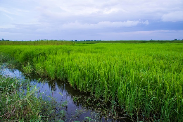 Green rice agriculture field Landscape view with blue sky in the Countryside of Bangladesh