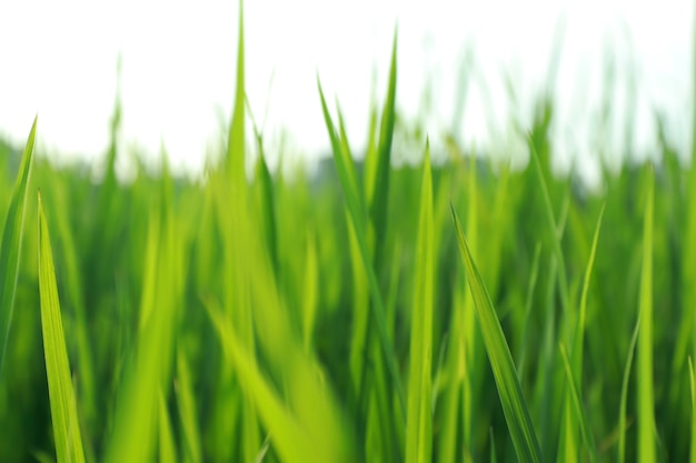 Green Rice Field Background