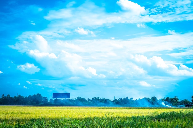 Green rice field Environment Nature Plant Spring Summer Rural scene