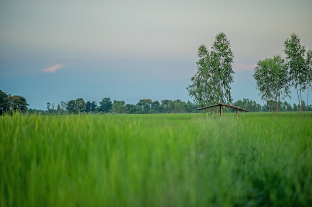 Green rice field full of rice Farmer productivity