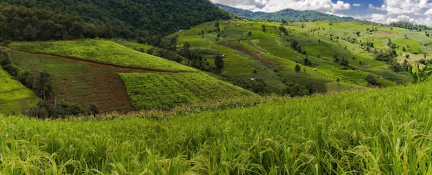 Green rice field, Pa Bong Piang Rice, Mae Chaem, Chiang Mai,Thailand.