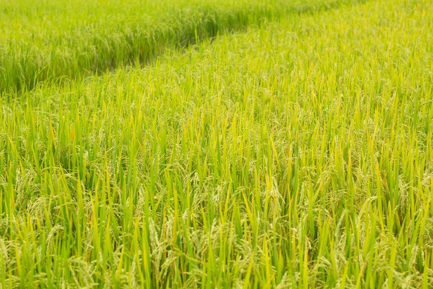 Green rice in the field rice background