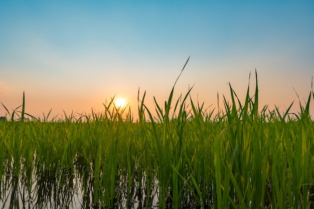 Green rice field during sunset time