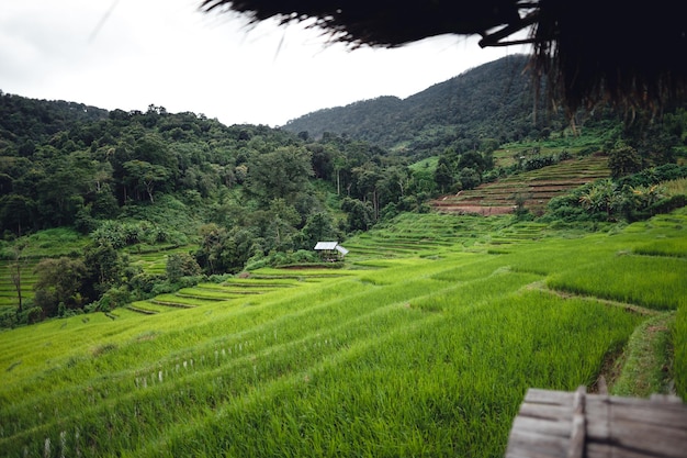 Green Rice field on terraced and farm hut