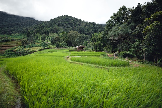 Green Rice field on terraced and farm hut