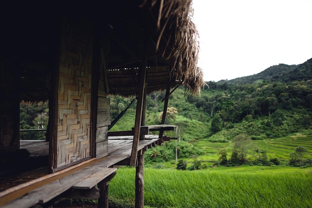 Green Rice field on terraced and farm hut