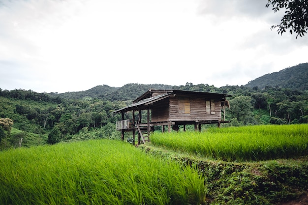 Green Rice field on terraced and farm hut